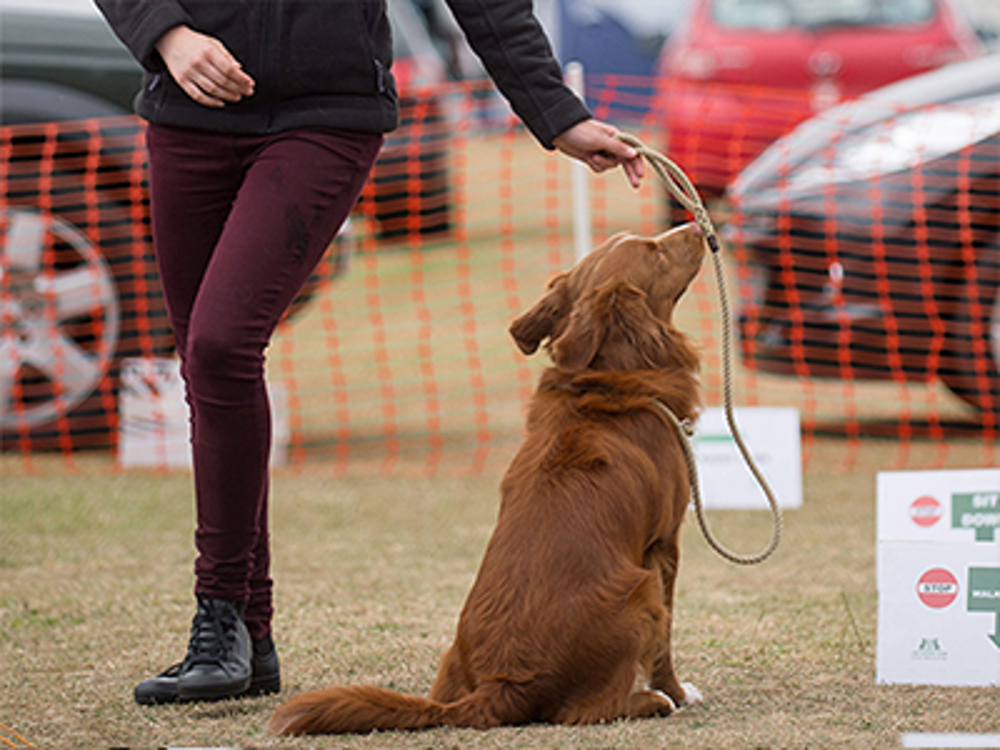 Dog sat down with owner walking round dog