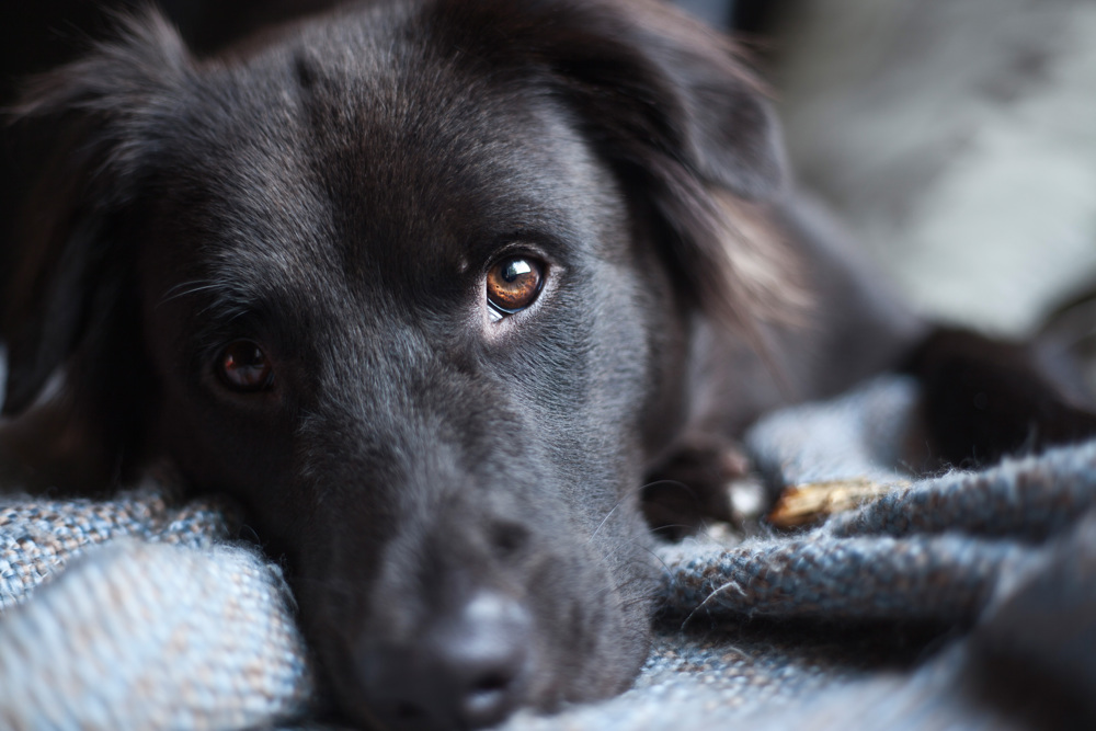 Dog laying on blanket 