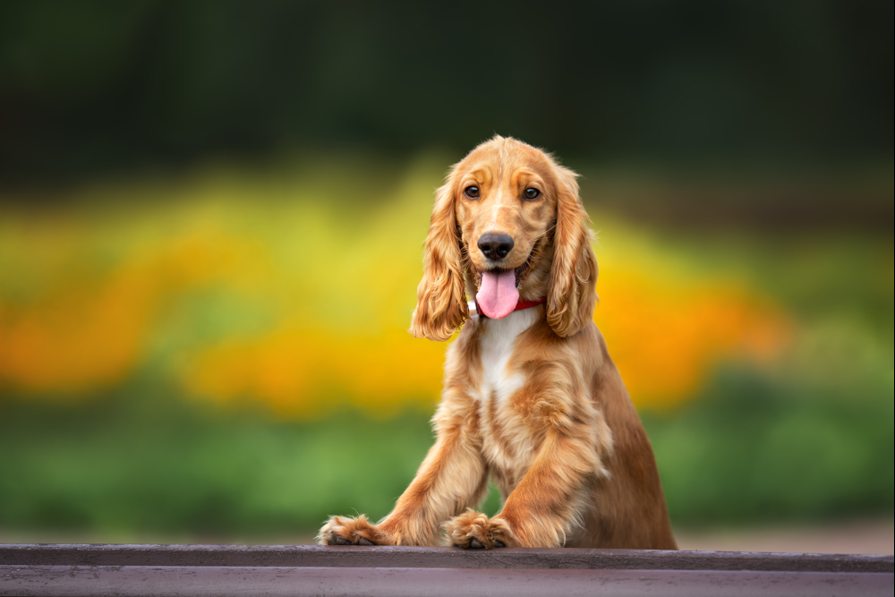 Cocker spaniel with tongue out