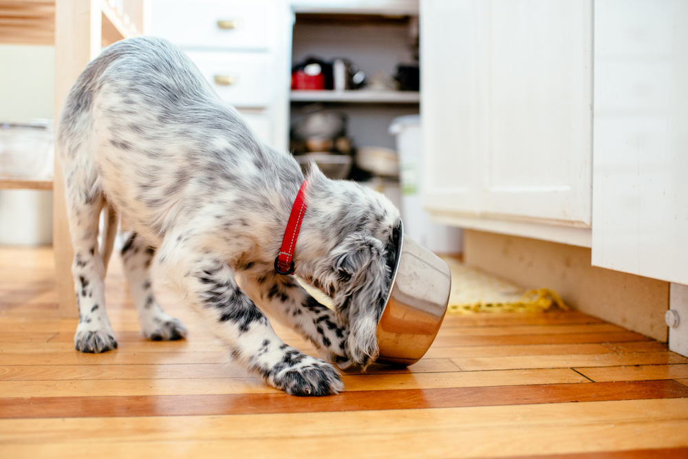 Puppy eating from dog bowl