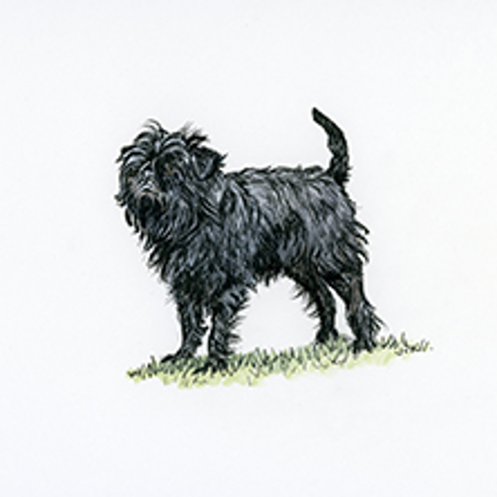 Affenpinscher illustration