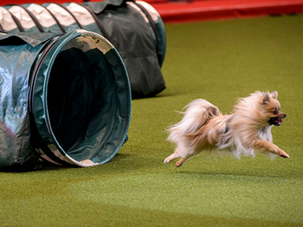 Dog running out of tunnel