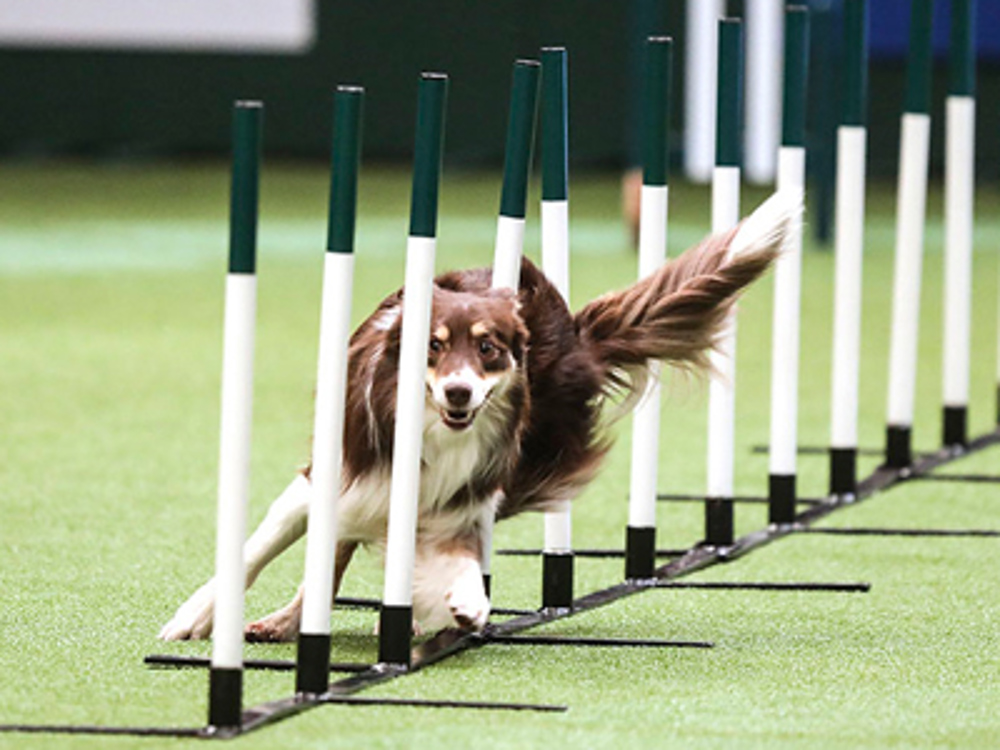 Dog weaving through polls