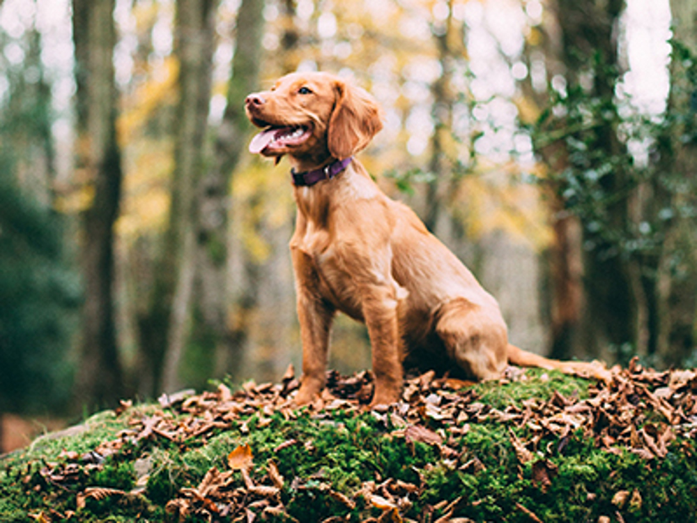 Nova scotia duck tolling retriever in the woods