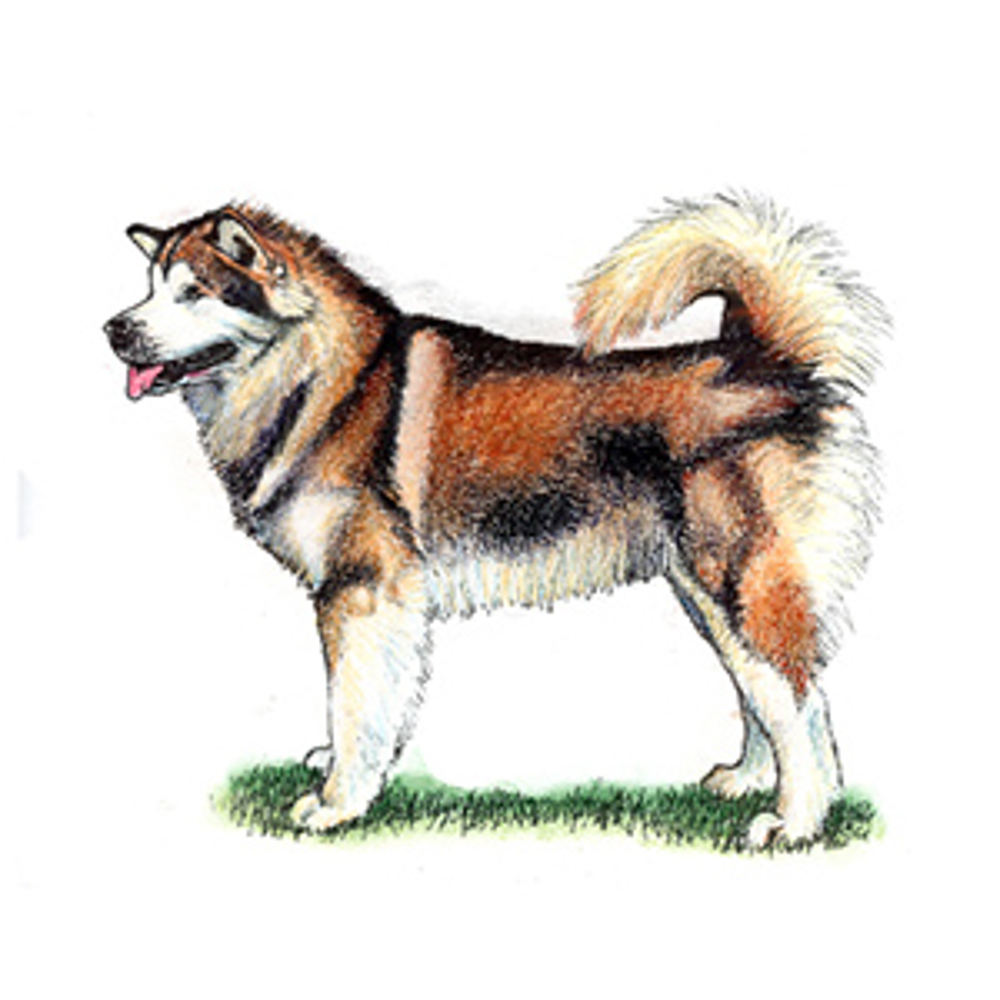 Alaskan Malamute illustration