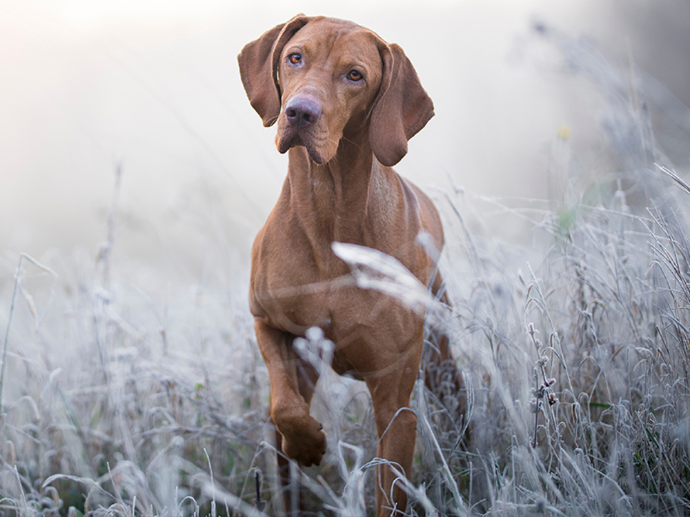 Dog standing in a field