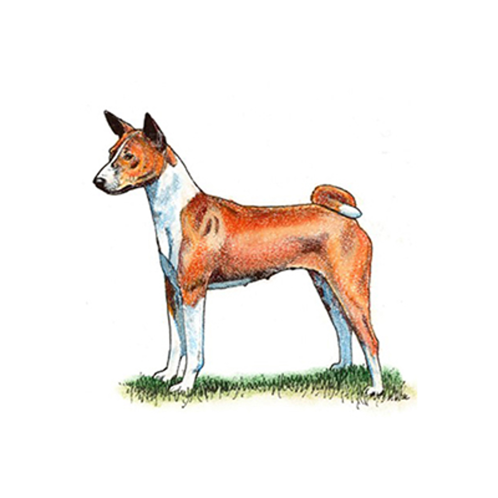 Basenji illustration