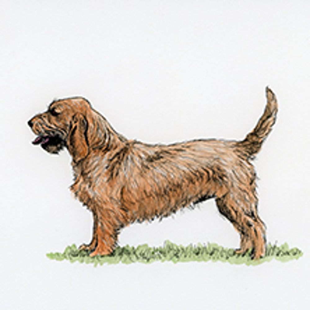 Basset Fauve De Bretagne illustration