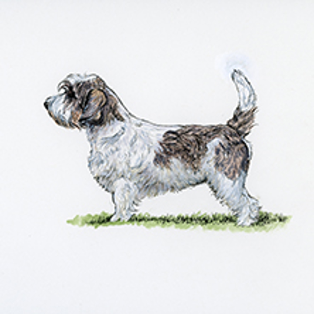 Basset Griffon Vendeen (Petit) illustration