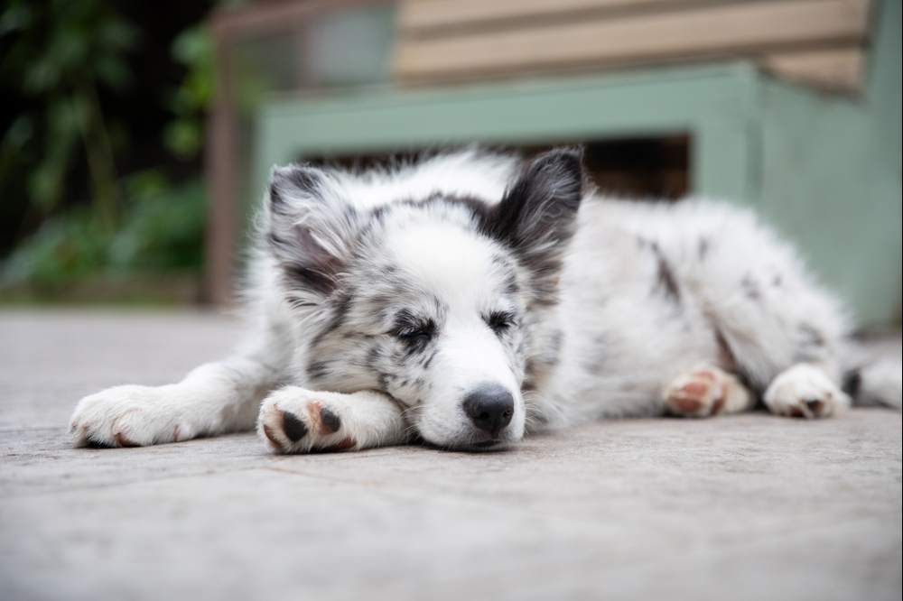 Be Puppywise. Credit The Kennel Club, Eleanor Riley