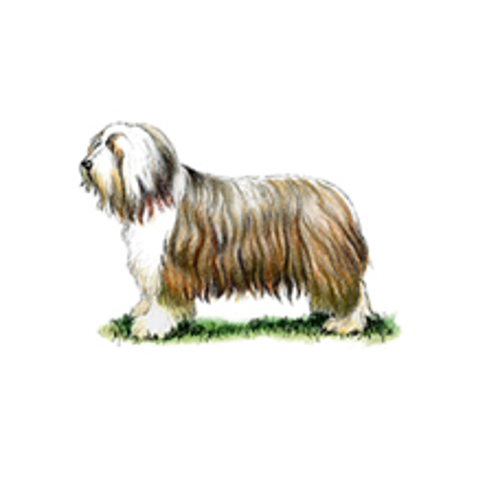 Bearded Collie illustration