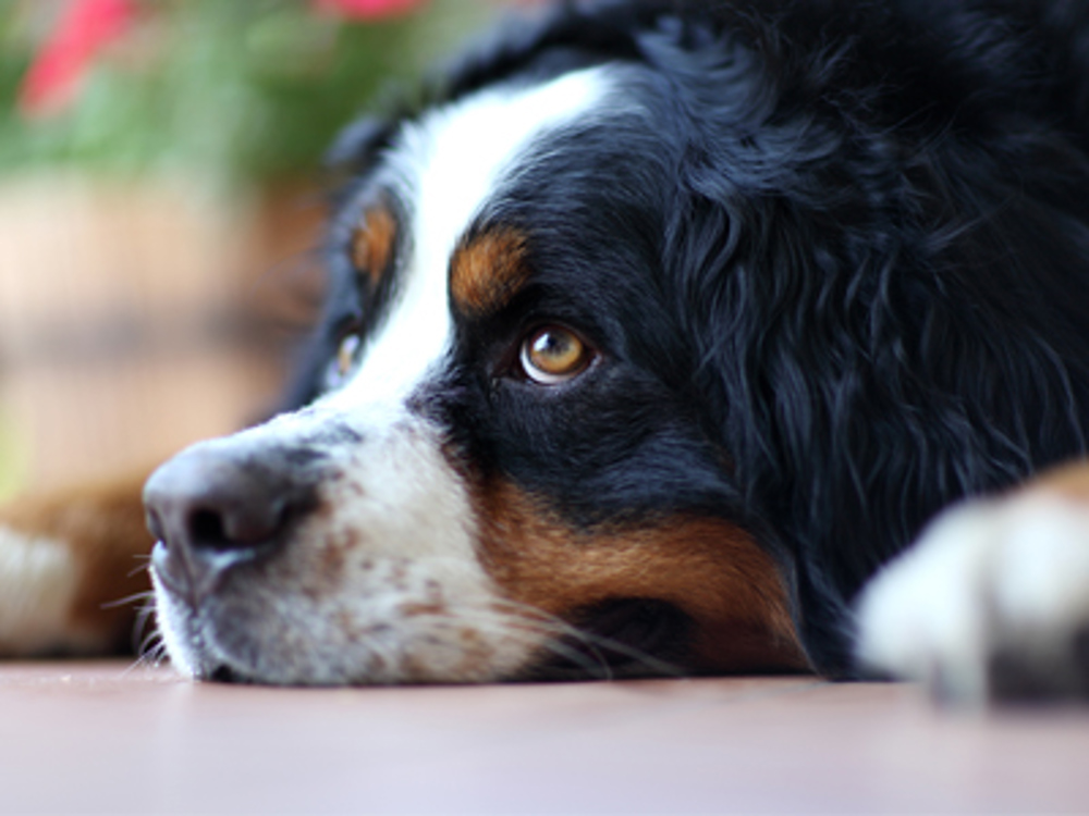 Dog laying on floor 