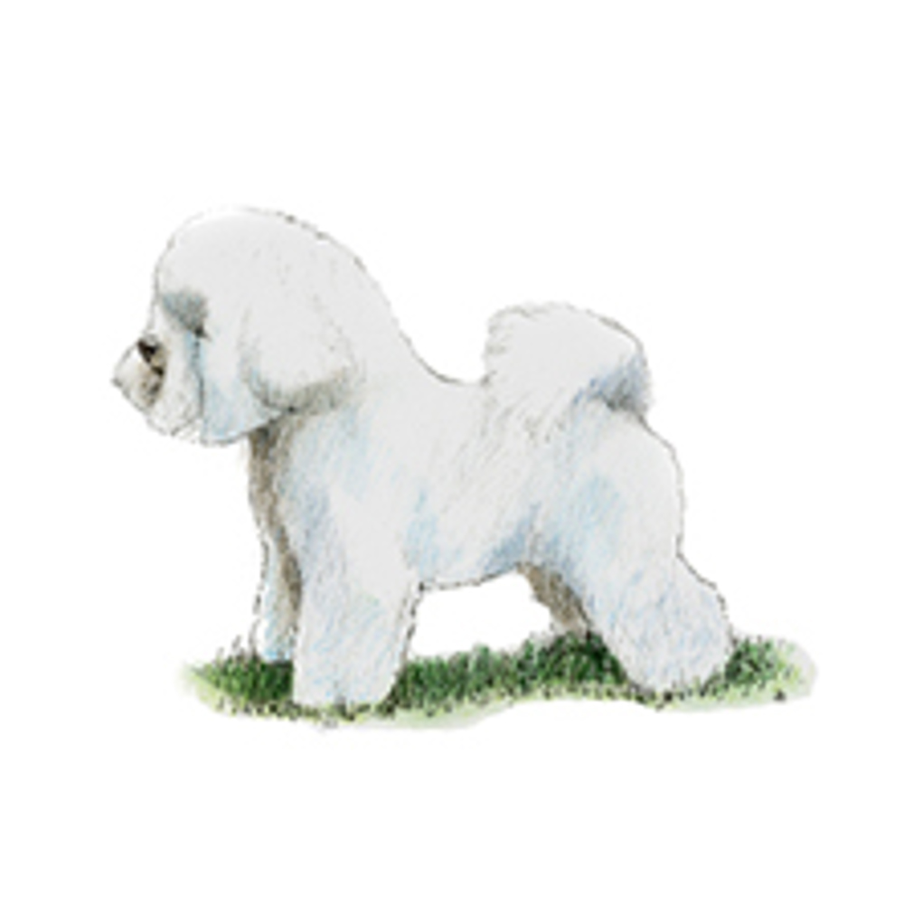 Bichon Frise illustration