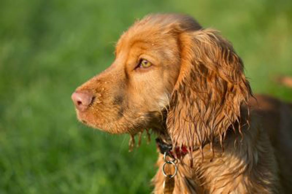 Spaniel laying down in garden