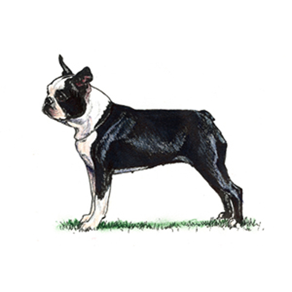 Boston Terrier illustration