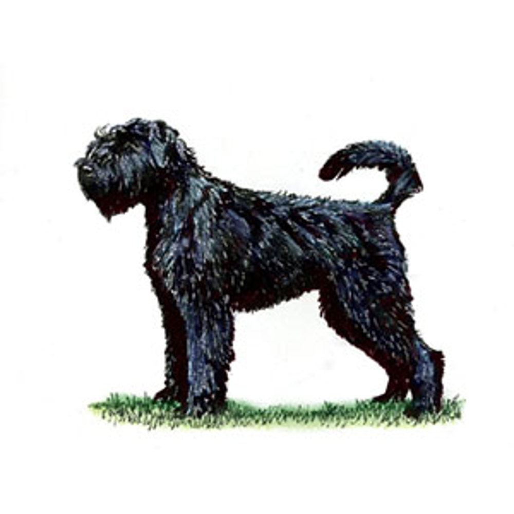 Bouvier Des Flandres illustration