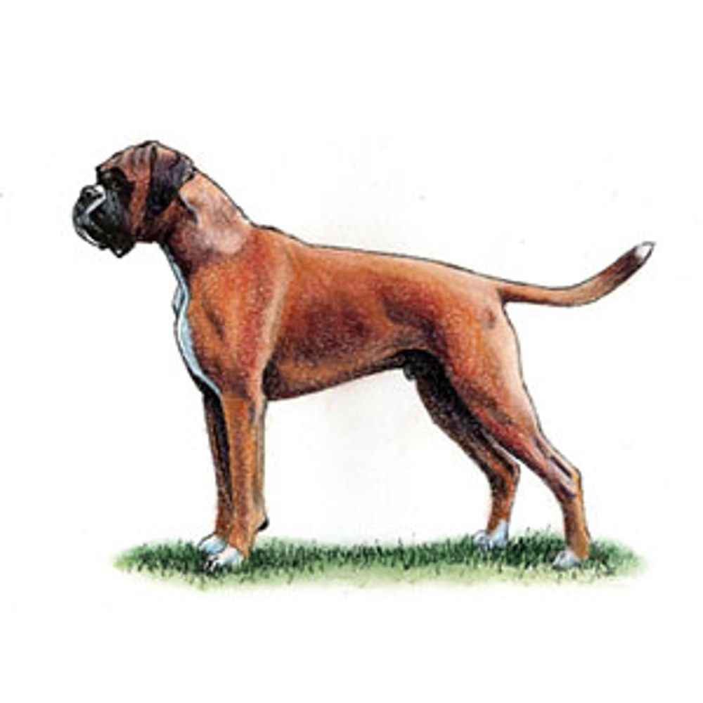 Boxer illustration