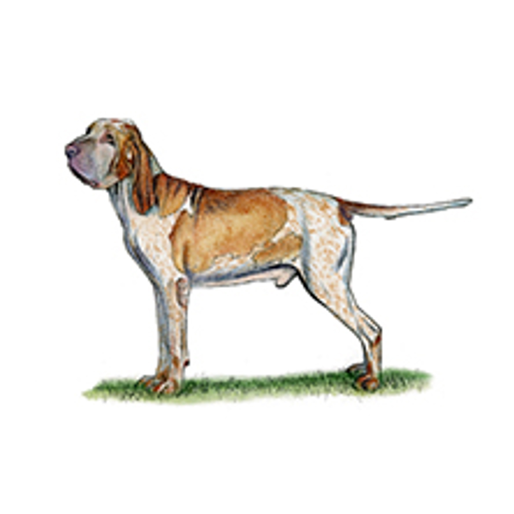 Bracco Italiano illustration