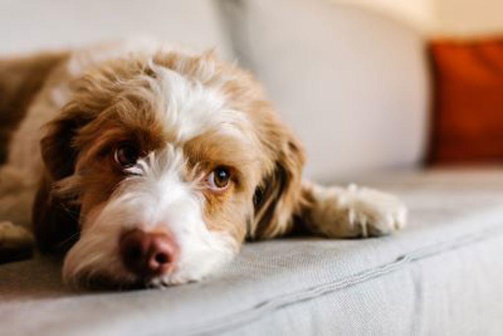 Dog relaxing on sofa