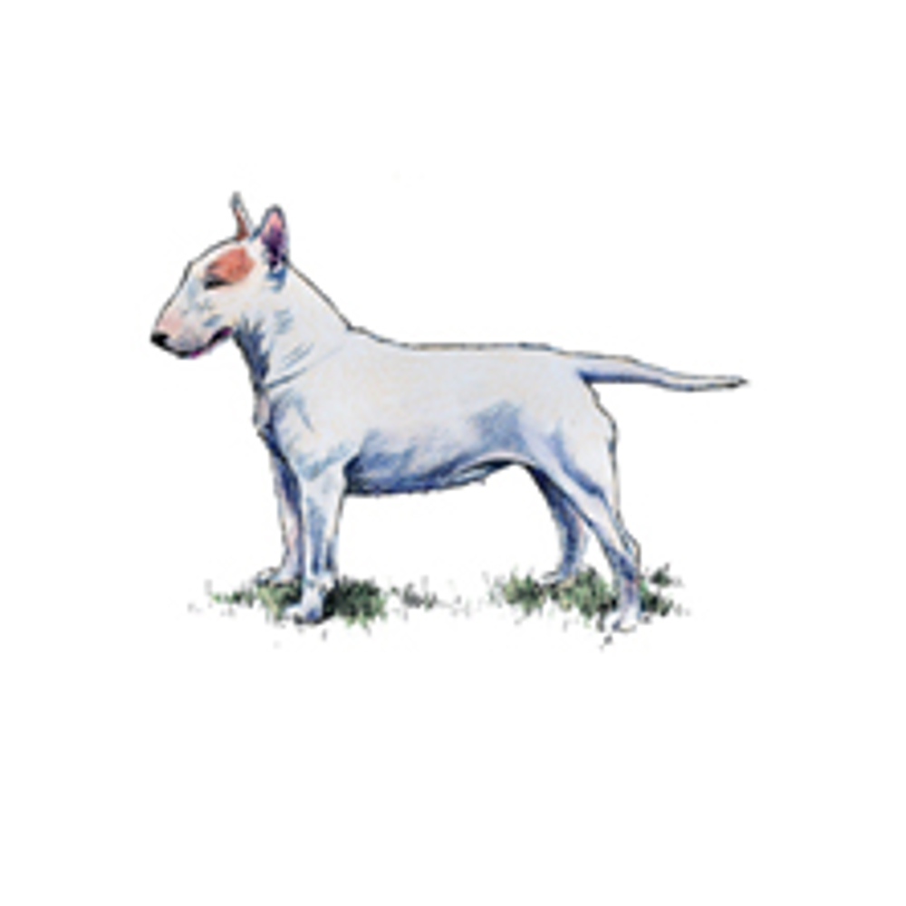 Bull Terrier illustration