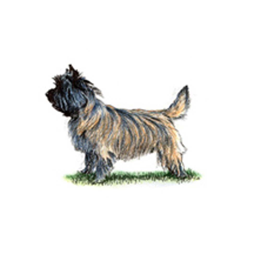 Cairn Terrier illustration