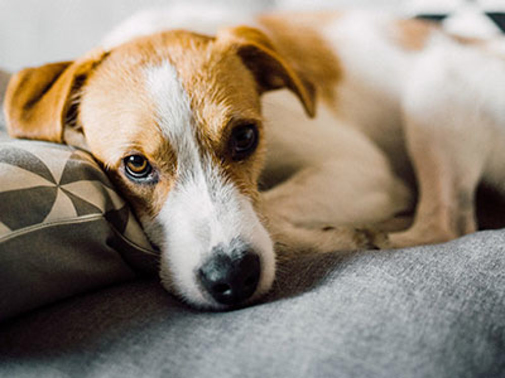 Jack Russell sitting on a grey sofa