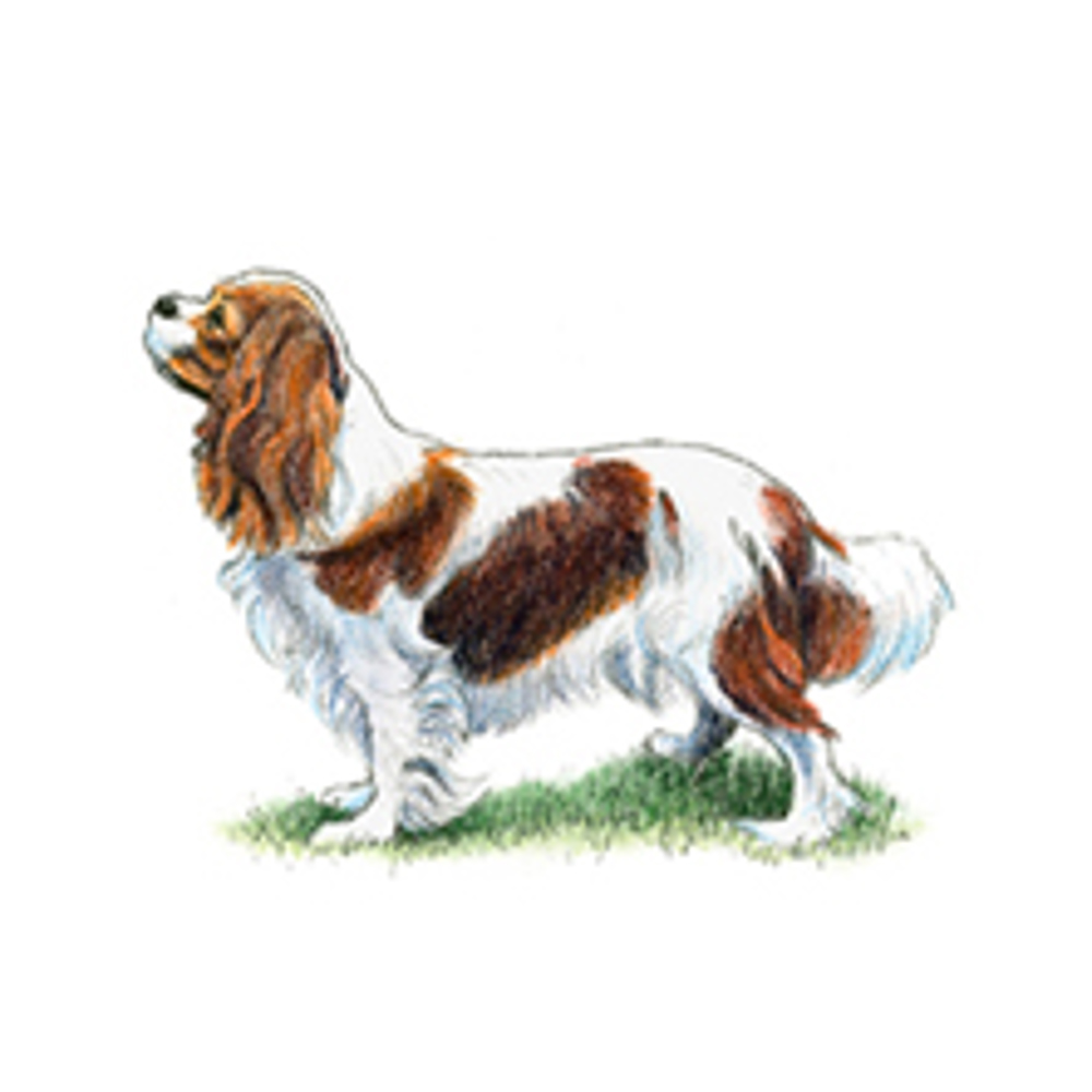 Cavalier King Charles Spaniel illustration