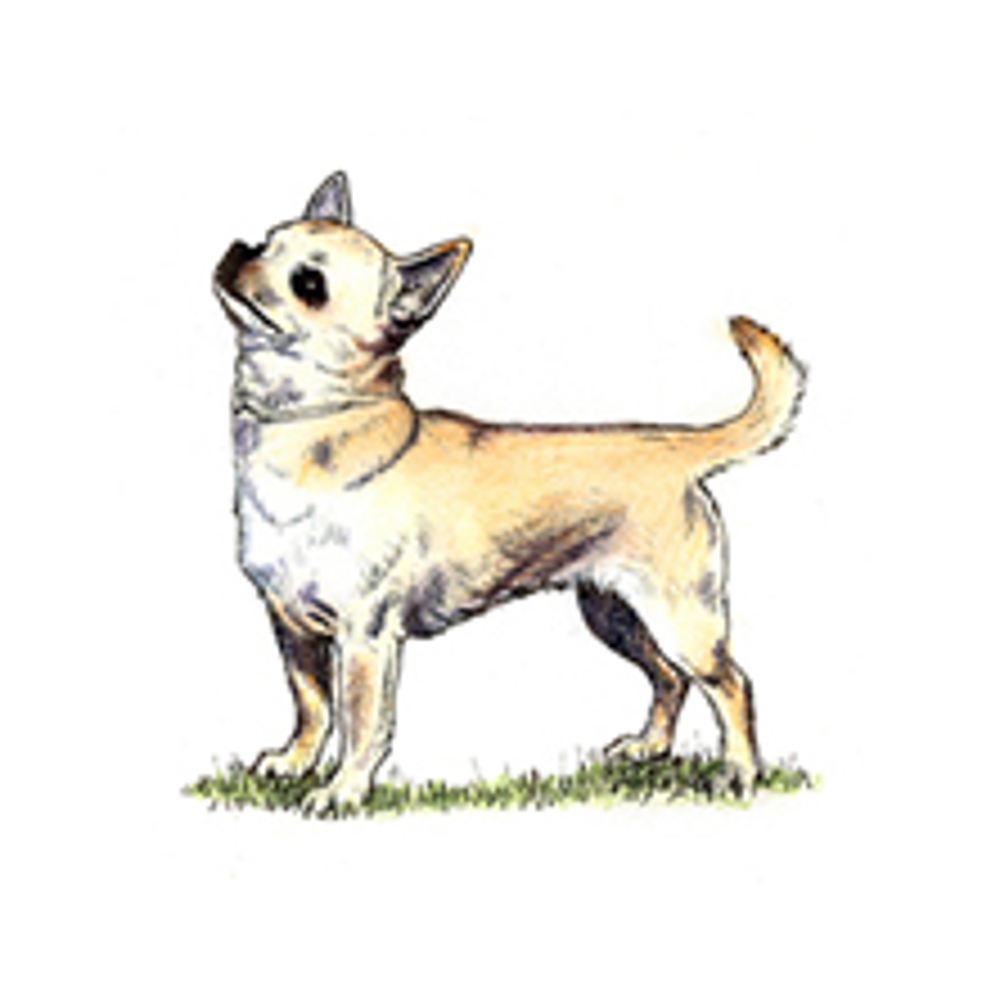 Chihuahua (Smooth Coat) illustration