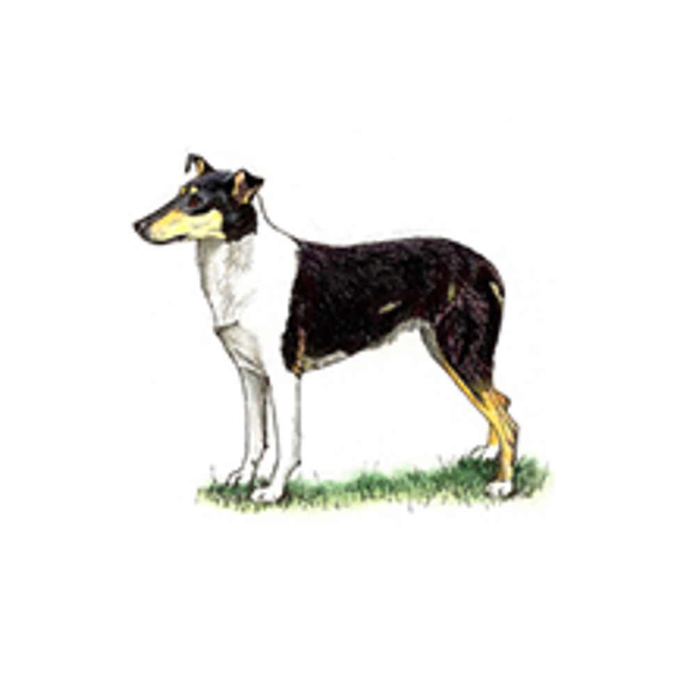 Collie (Smooth) illustration