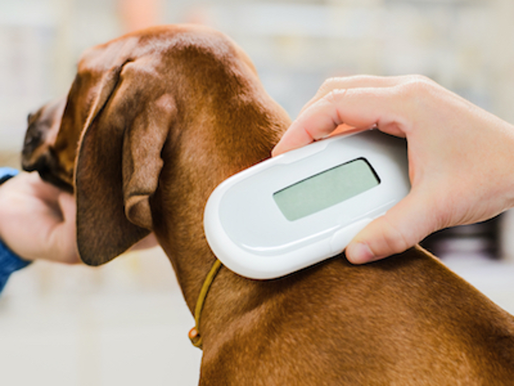 Dog having its microchip scanned