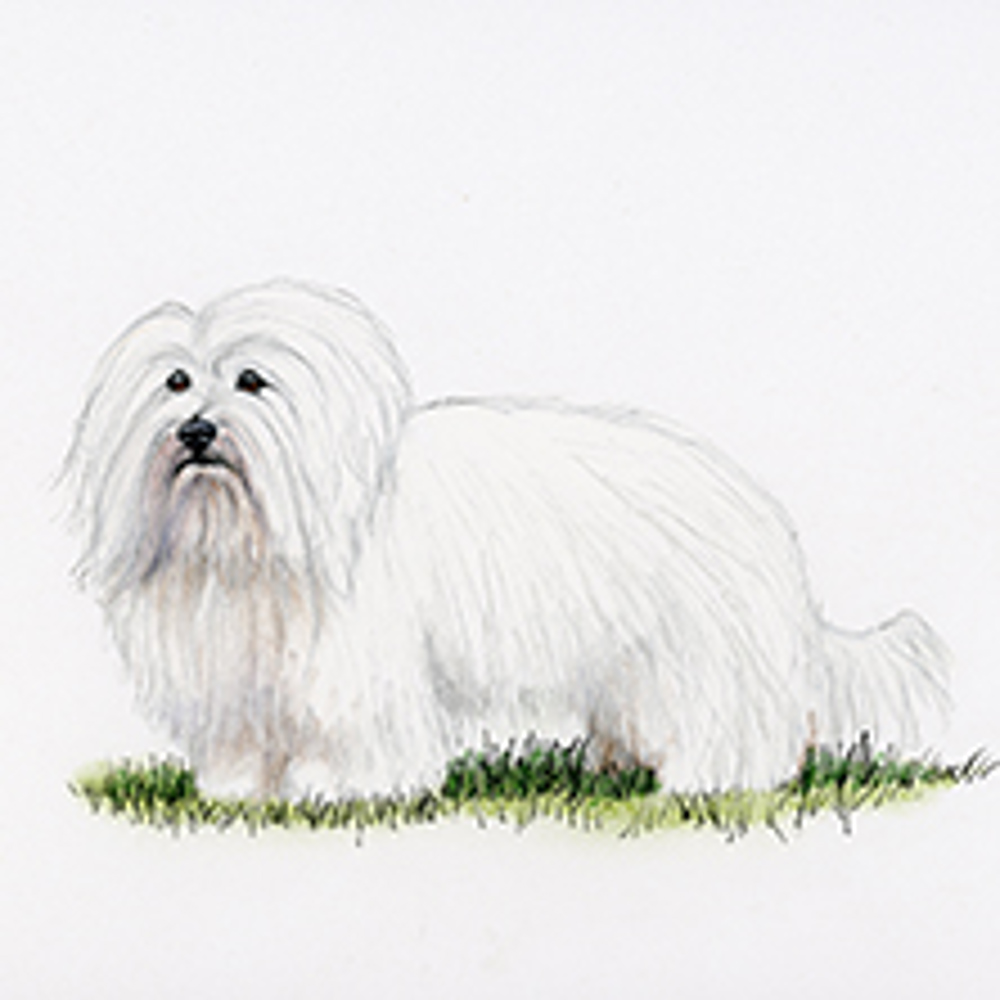 Coton De Tulear illustration