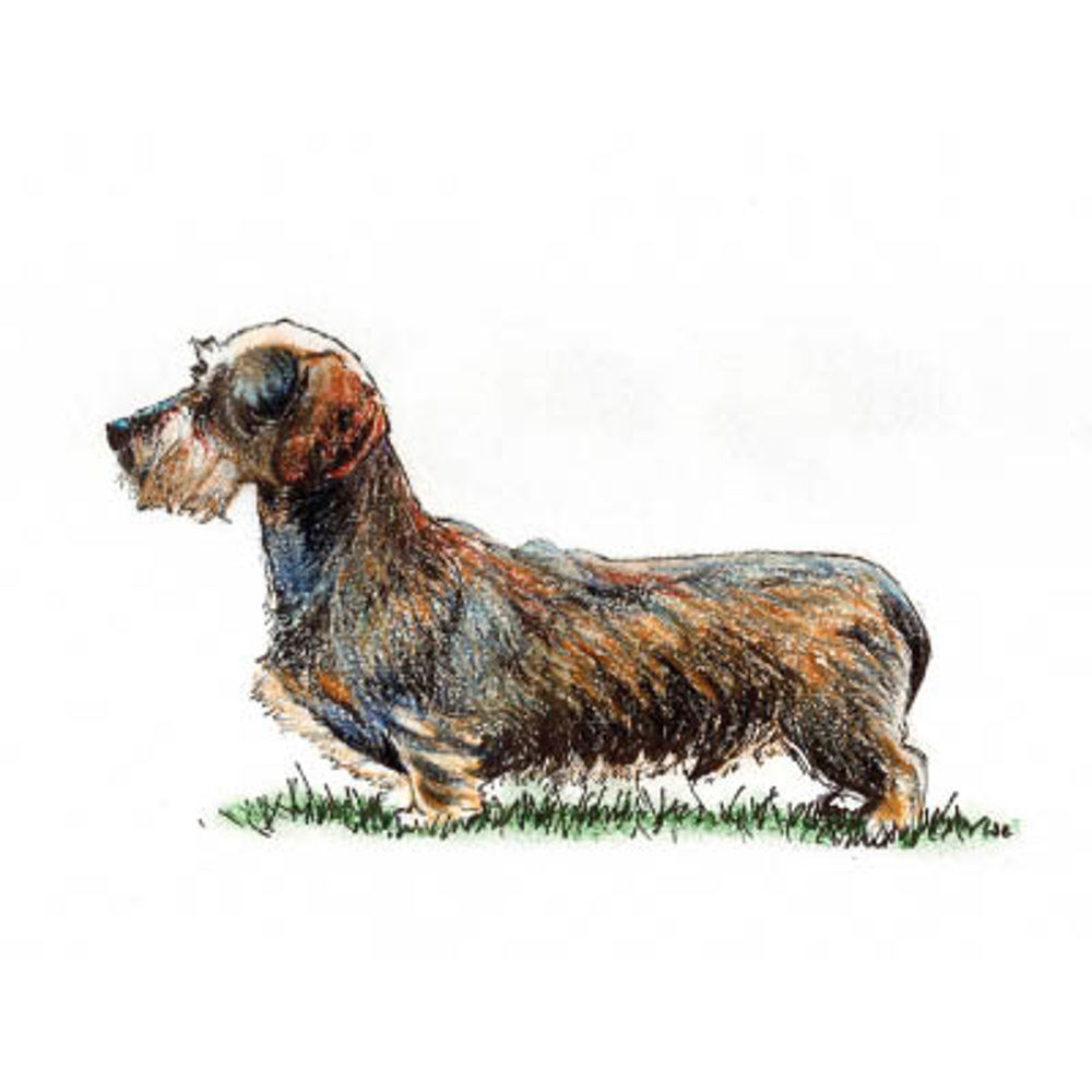 Dachshund (Miniature Wire Haired) illustration