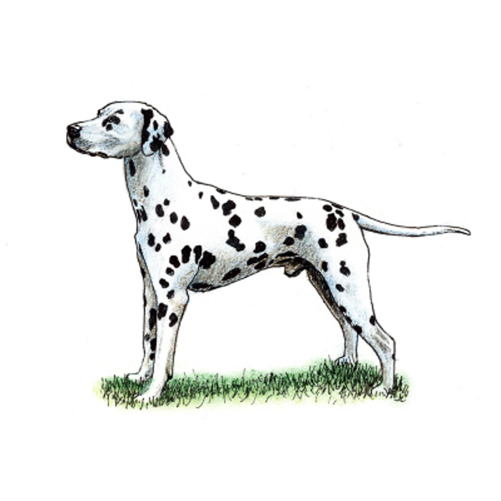 Dalmatian illustration