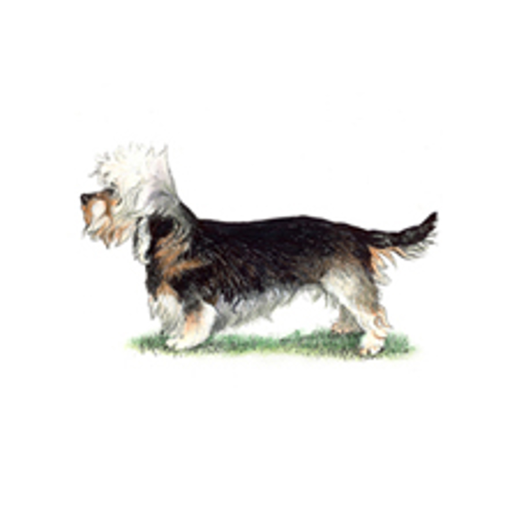 Dandie Dinmont Terrier illustration