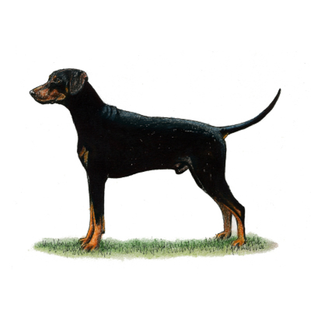 Dobermann illustration