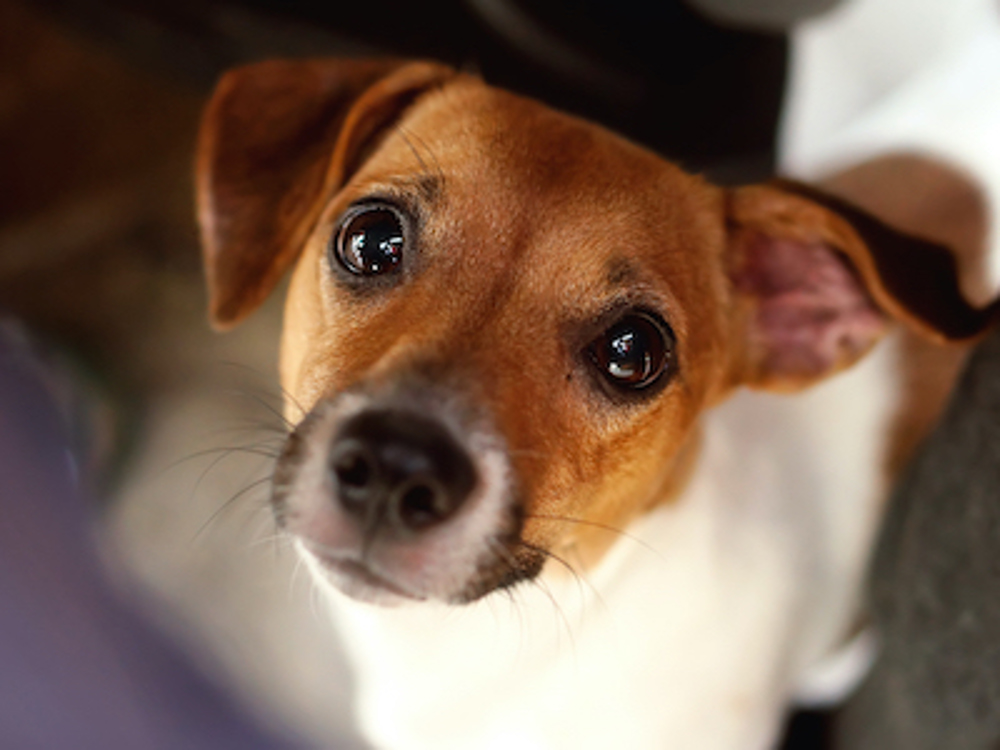 Dog looking upwards