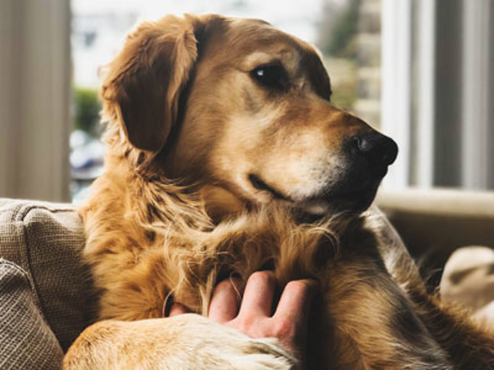 Retriever being stroked