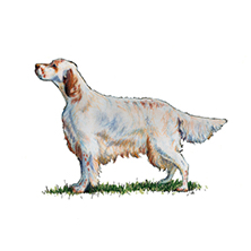 English Setter illustration