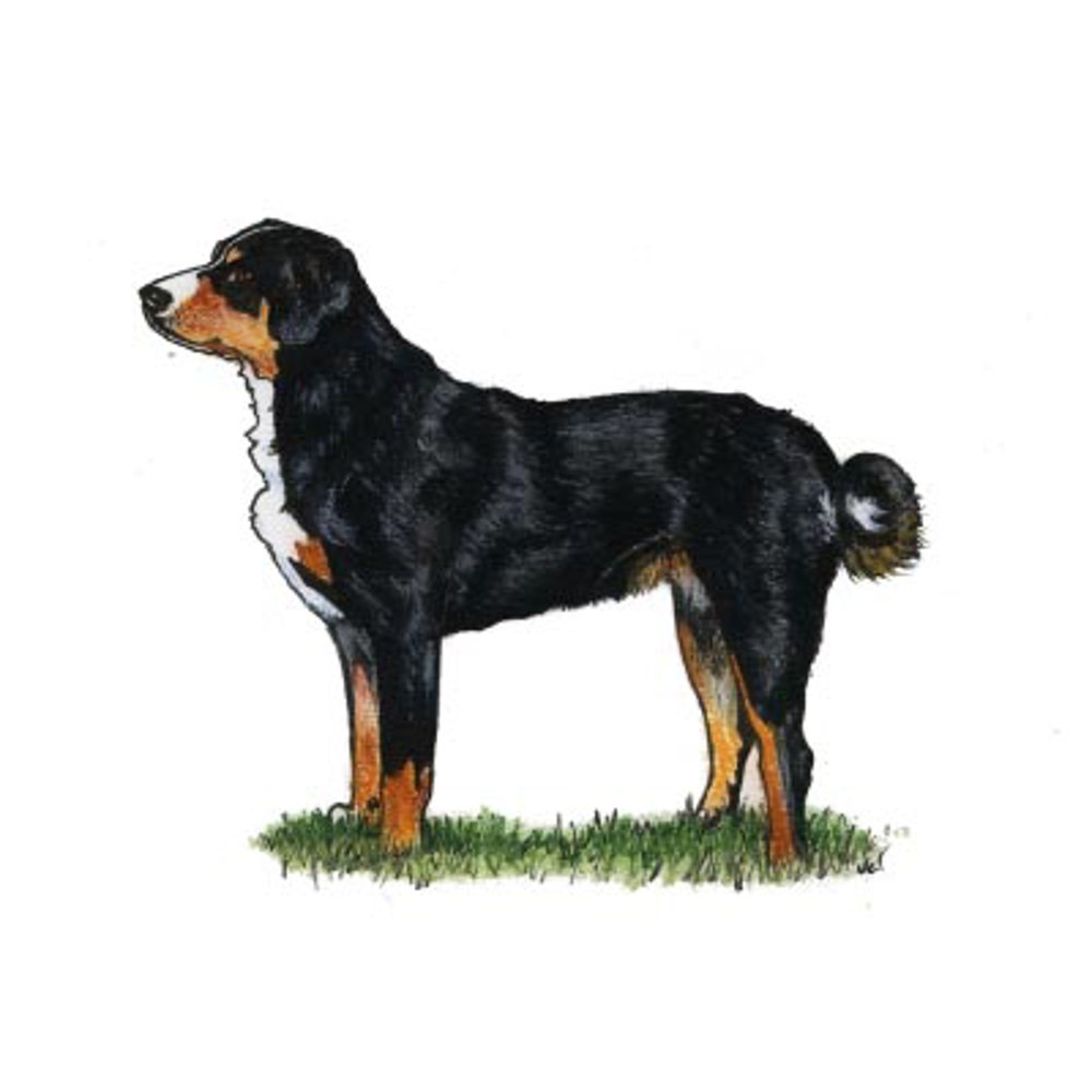 Entlebucher Mountain Dog illustration