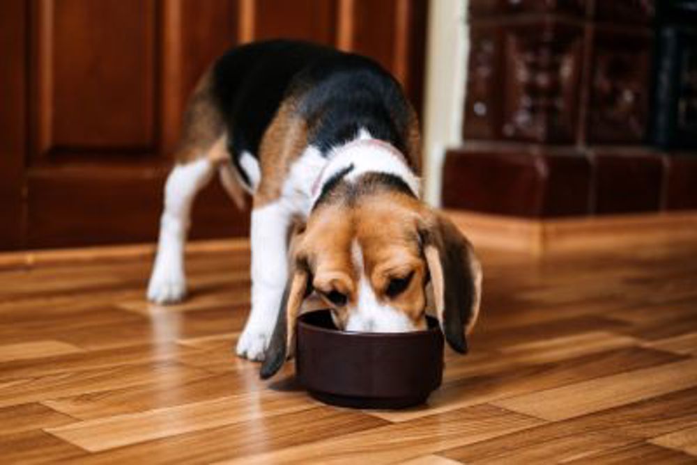 Beagle puppy eating from dog bowl