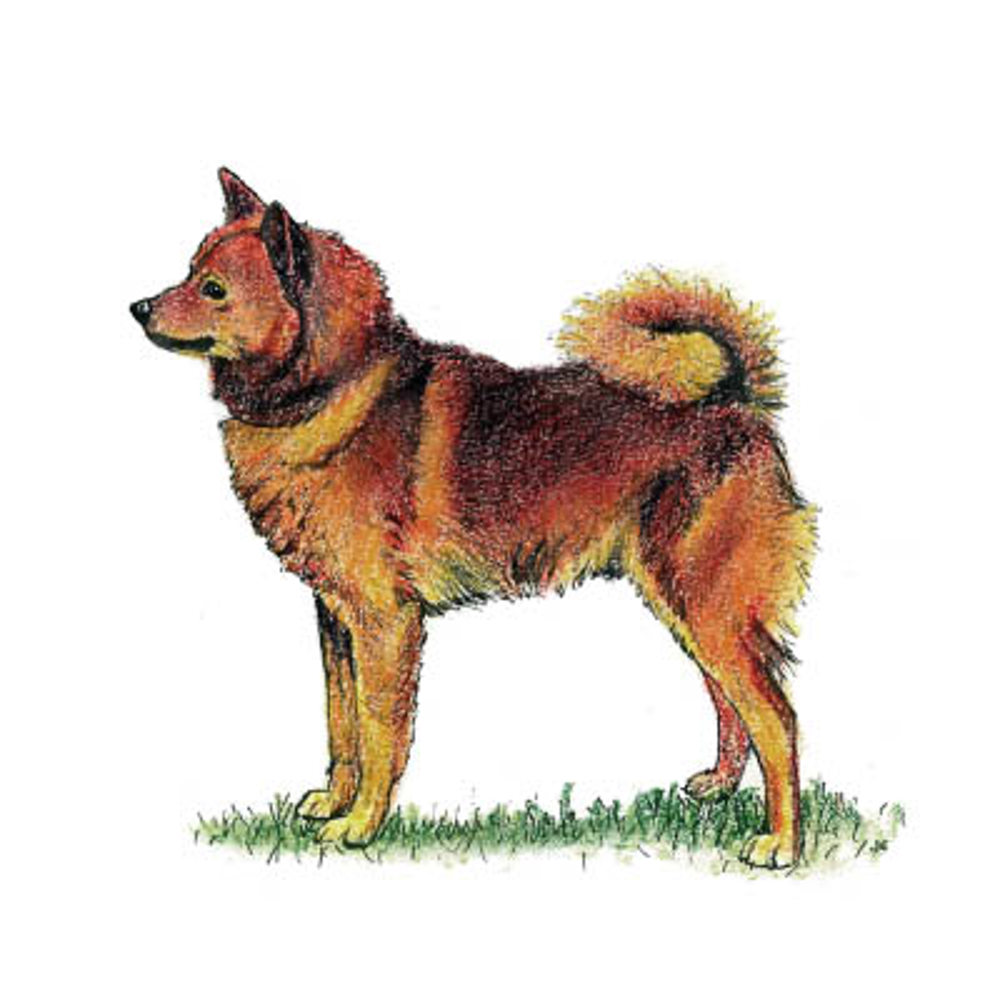 Finnish Spitz illustration