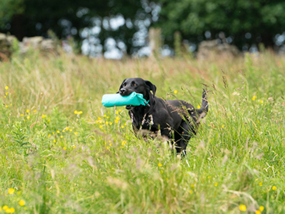 Black Labrador running with dummy