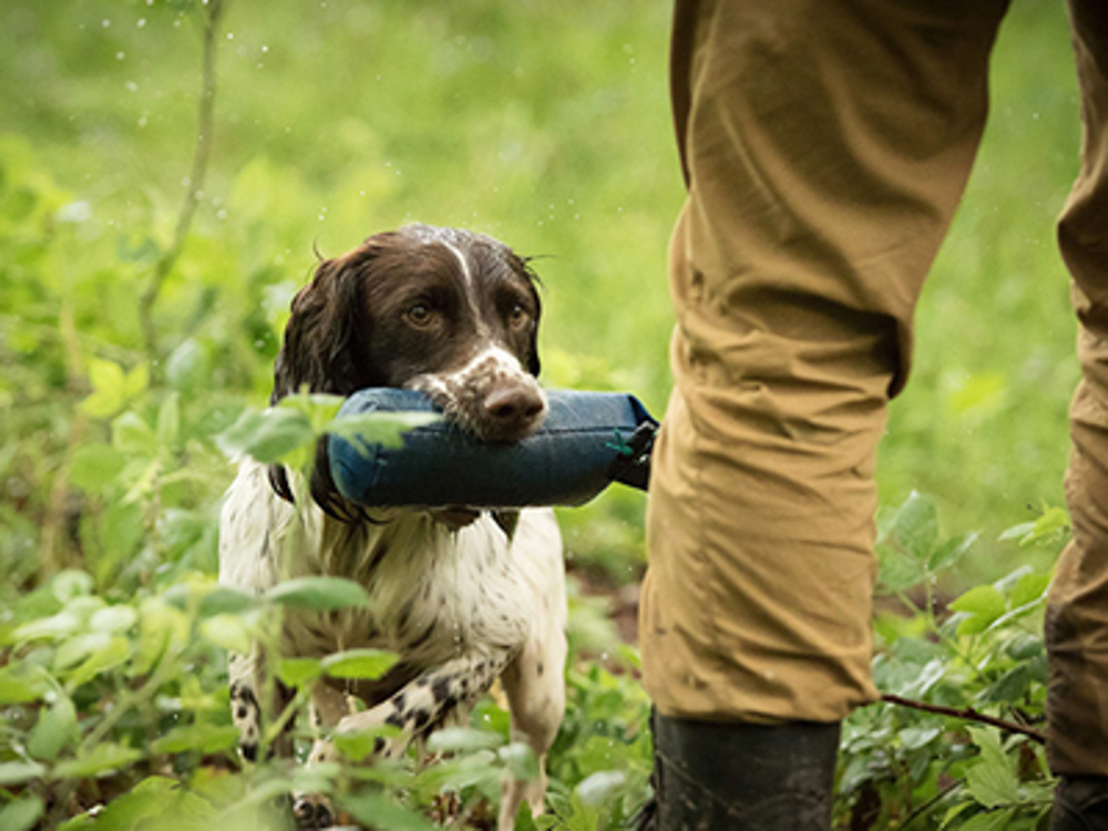 Spaniel bringing back a dummy in mouth