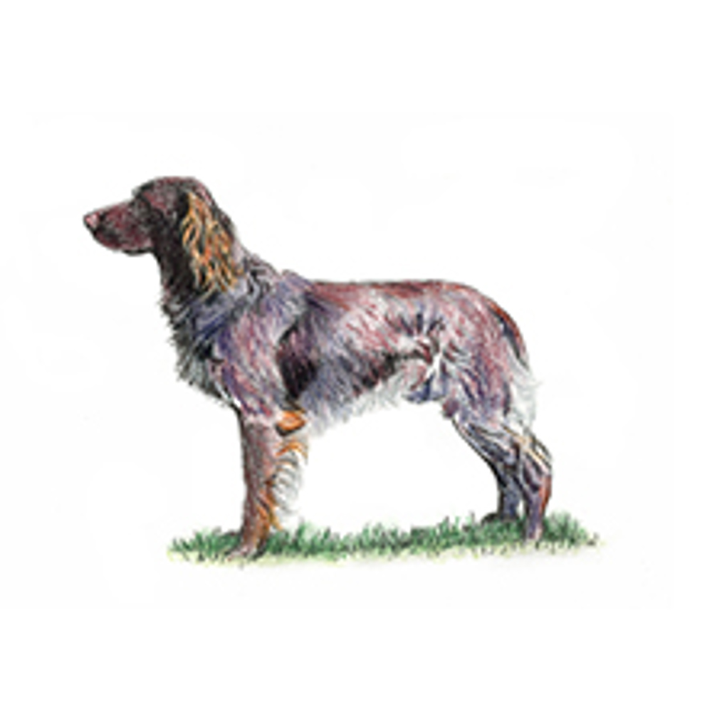 German Longhaired Pointer illustration