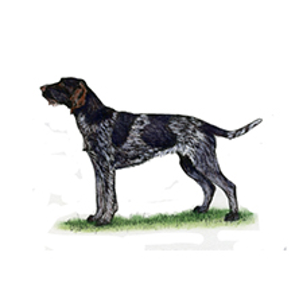 German Wirehaired Pointer illustration