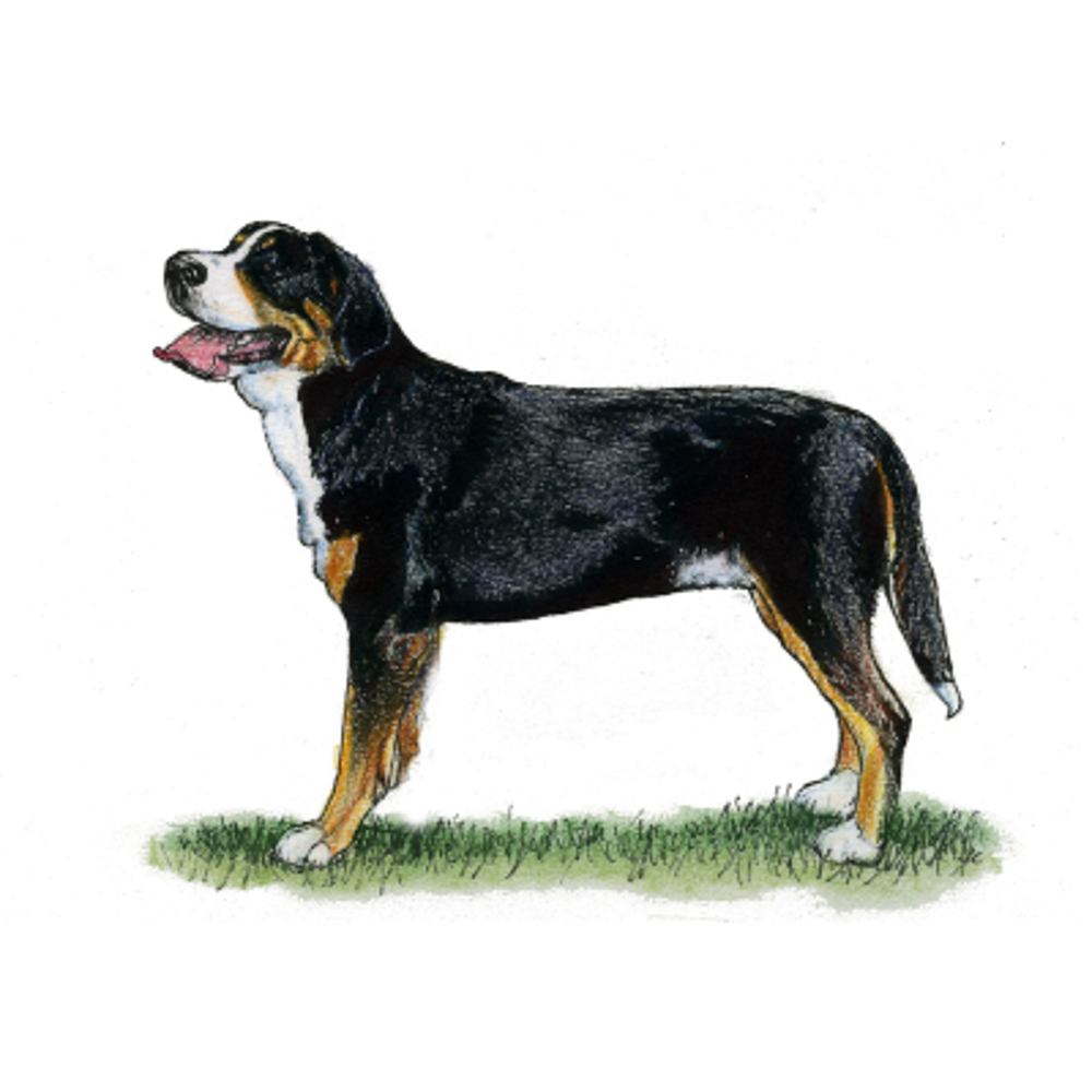 Great Swiss Mountain Dog illustration