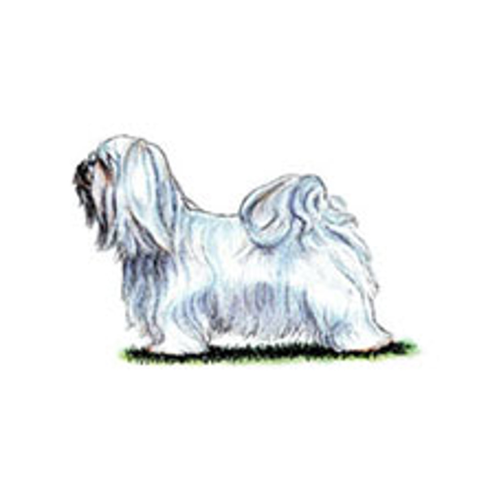 Havanese illustration