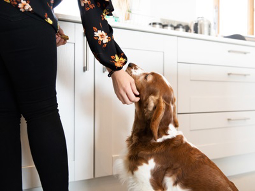 Dog sat in kitchen waiting for treat