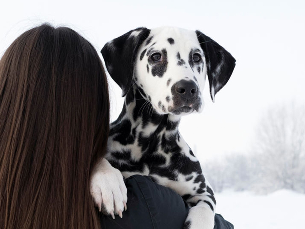 Dalmatian puppy 