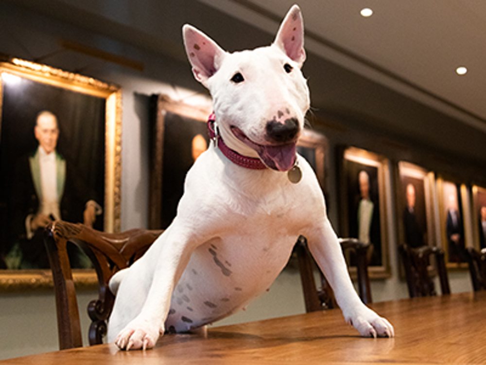 Dog stood on board room table